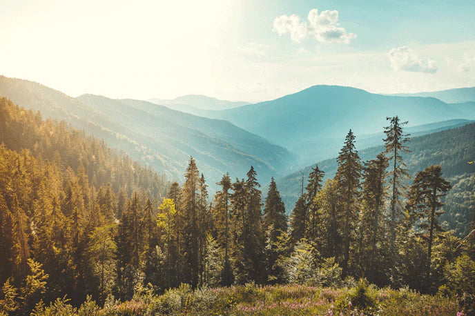 Serene Forest Landscape Scenic Wallpaper Mural