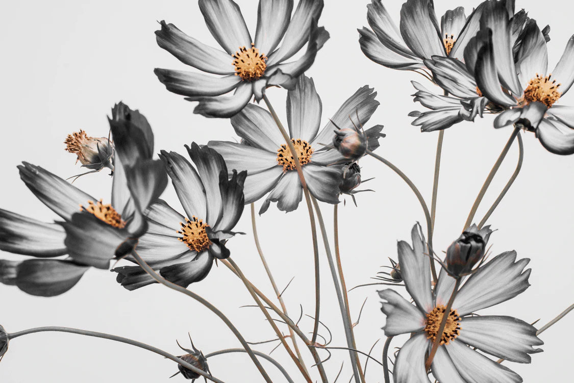 Monochrome Elegance Floral Mural Wallpaper