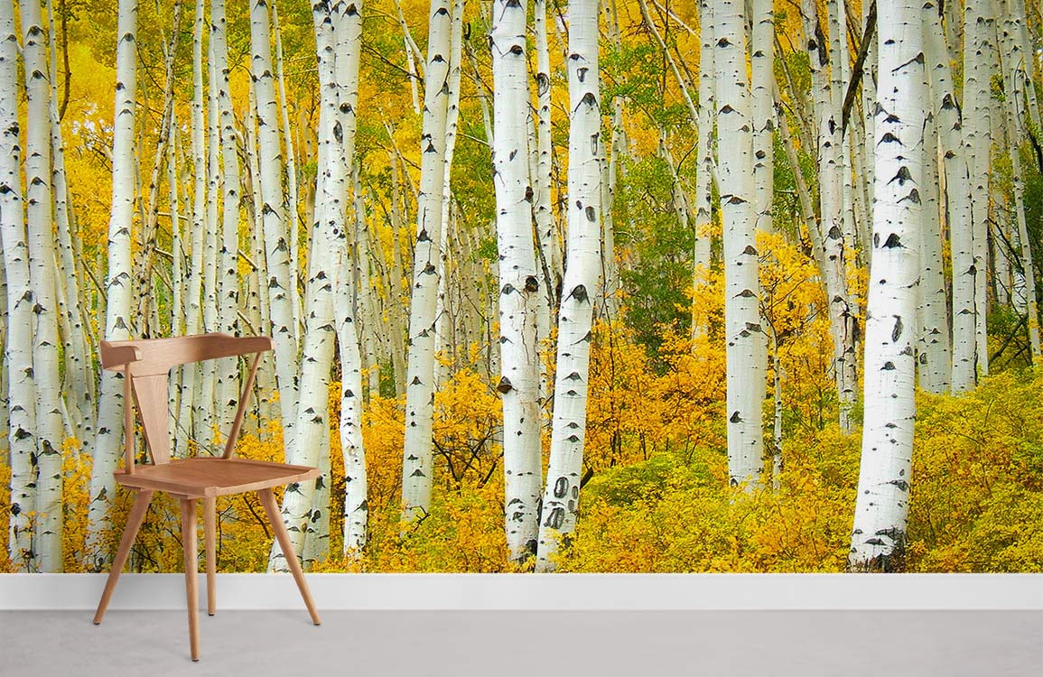 golden birches custom wallpaper for home