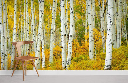golden birches custom wallpaper for home