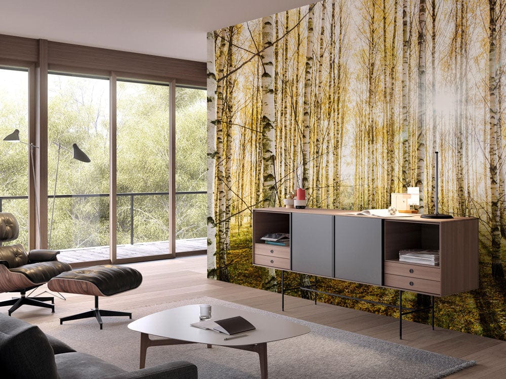 dense birch trees and bright sunshine wallpaper decoration