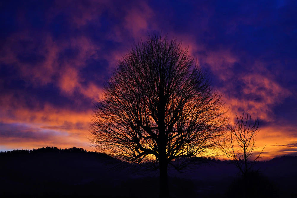 dreamy sunset glow at dawn and big tree customized wallpaper