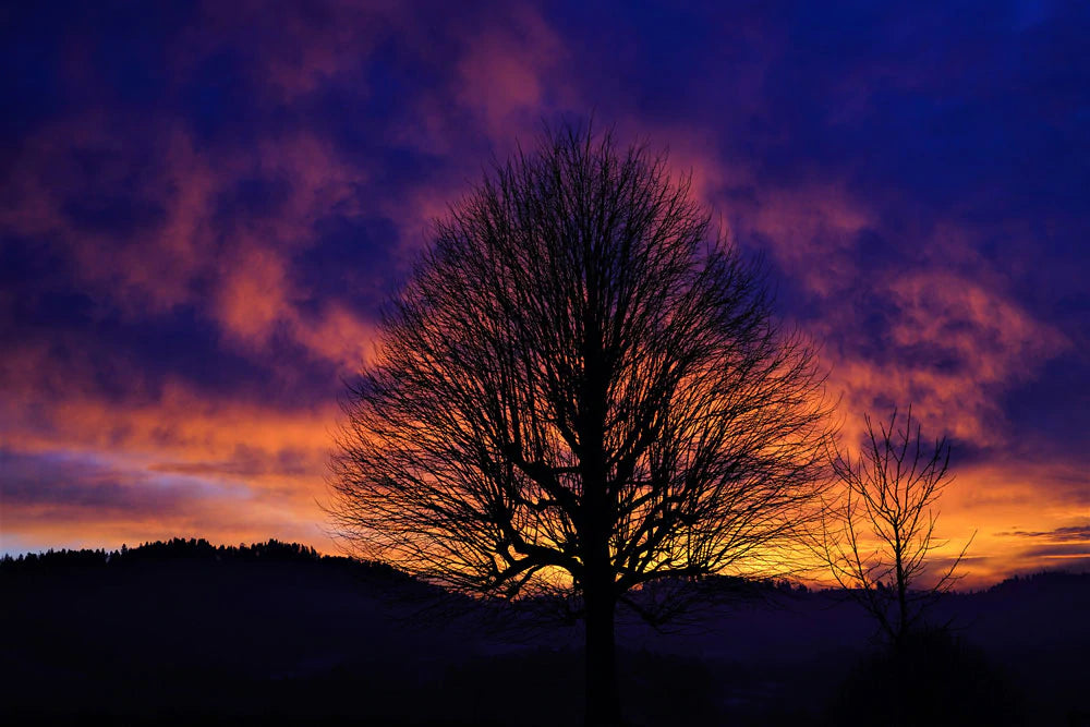 Sunset Silhouette Tree Mural Wallpaper
