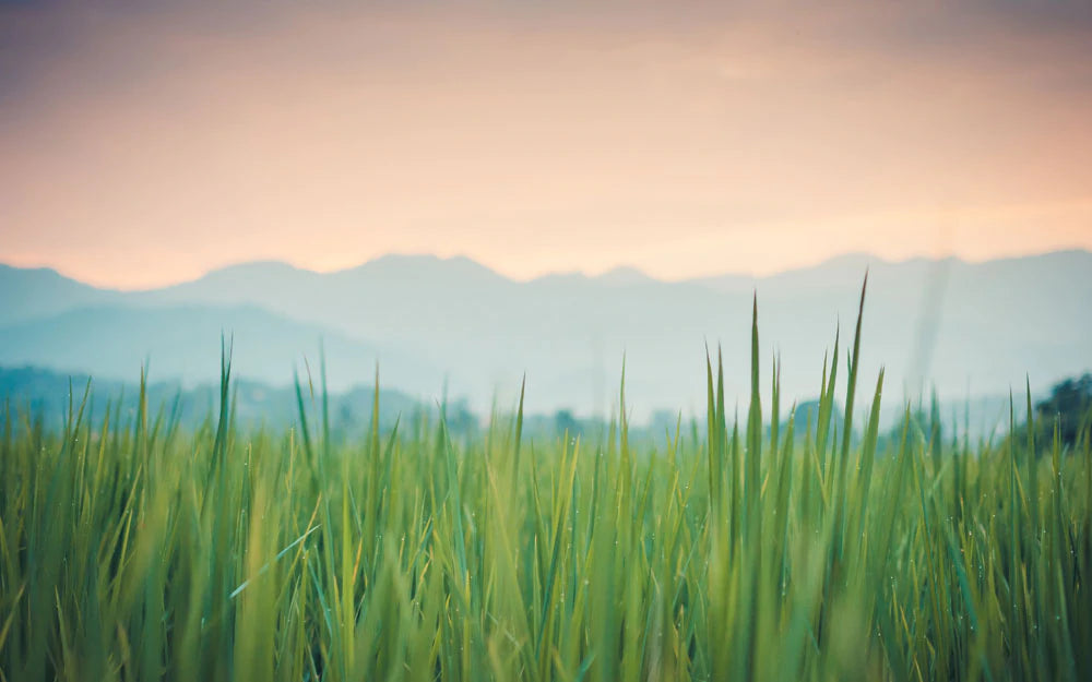 Serene Green Meadow Landscape Mural Wallpaper