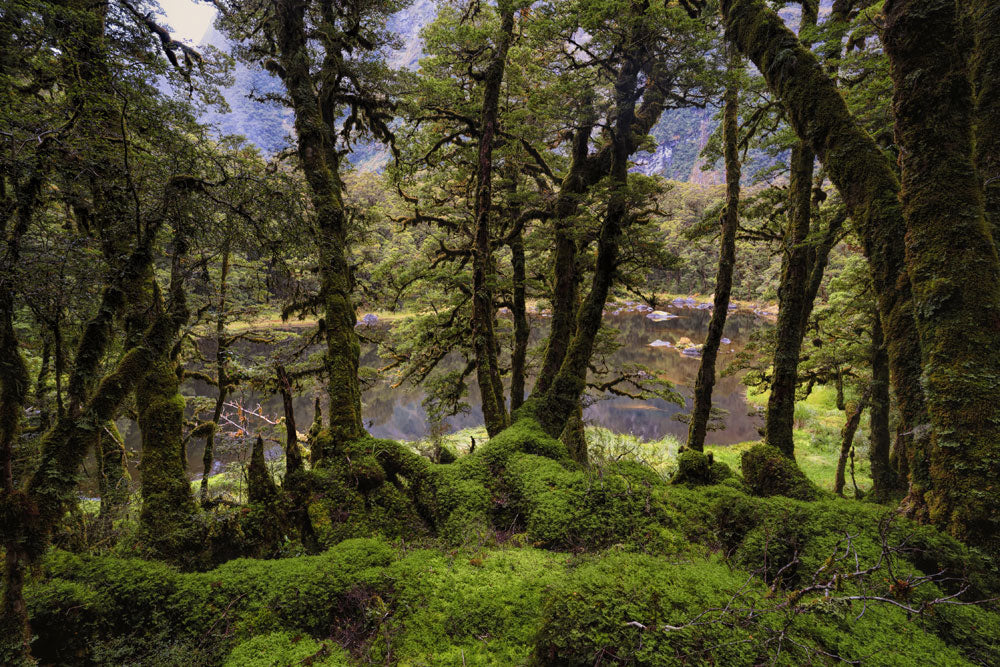 Emerald Forest Scenic Nature Mural Wallpaper