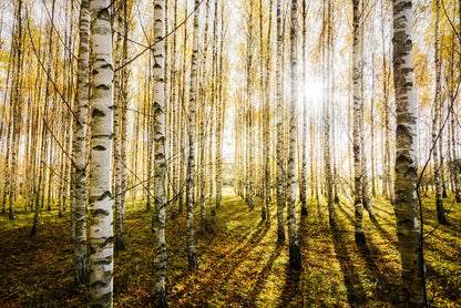 sunshine through vibrant birch trees wallpaper mural design