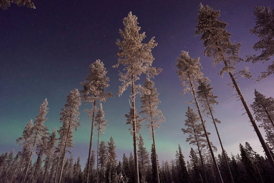 above the frozen forest is beautiful aurora wallpaper mural design