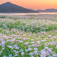 dreamy sunset daisy bushes flower wallpaper