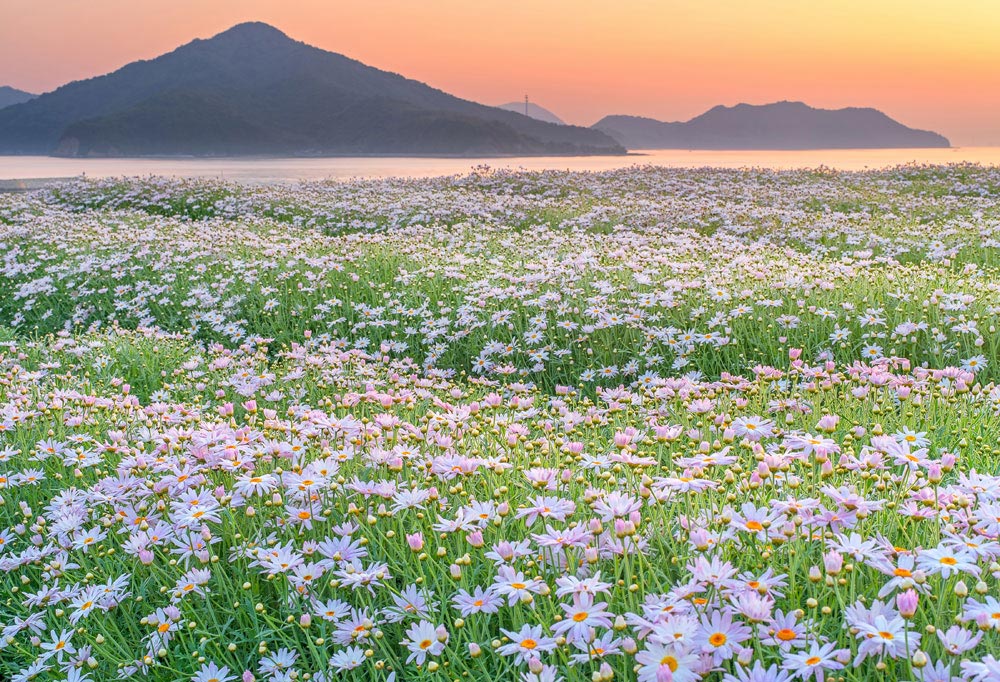 dreamy sunset daisy bushes flower wallpaper