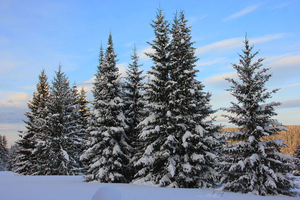 pine trees standing on the snowy land custom wallpaper design