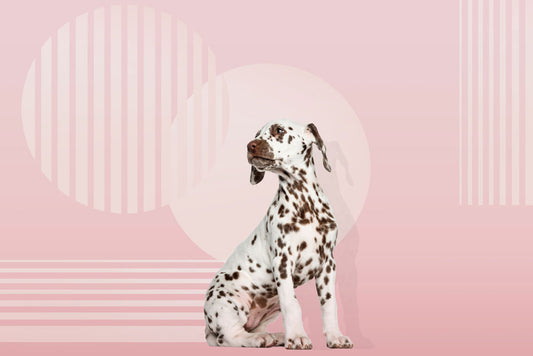 wallpaper with a spotted dog with a pink backdrop