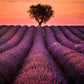 lavander fields and a lonely tree customized wallpaper