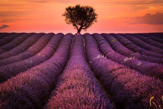 lavander fields and a lonely tree customized wallpaper