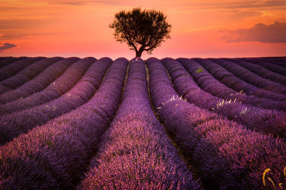 lavander fields and a lonely tree customized wallpaper