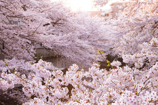 street field with pinky sakura blossoms wallpaper design