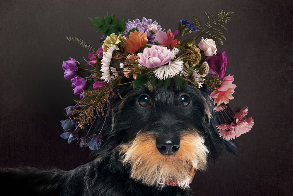 Beautiful schnauzer wall murals wallpaper with flowers on its head