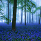 forest in mist and blue wild flowers mural decoration