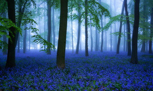 forest in mist and blue wild flowers mural decoration