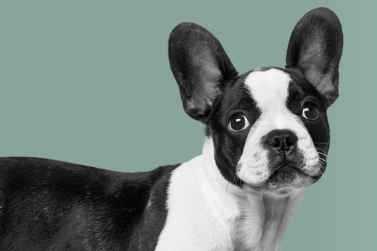 wall paintings of a huge Boston bulldog with brilliant eyes