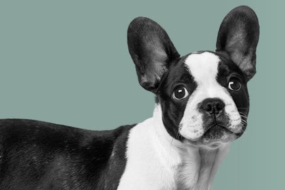wall paintings of a huge Boston bulldog with brilliant eyes