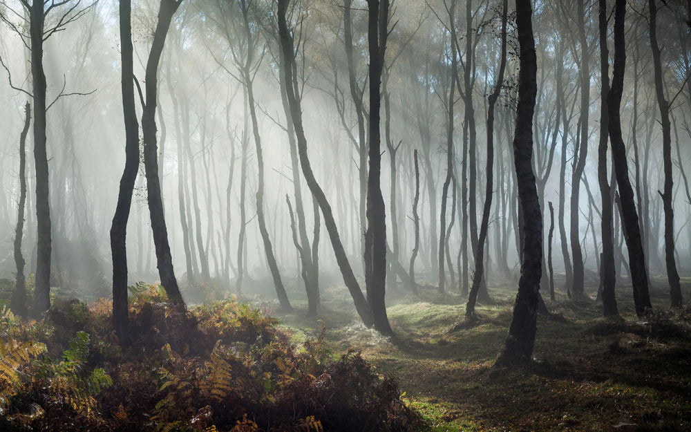 dewfall in forest with sunshine poured in wallpaper design