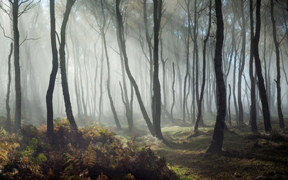 dewfall in forest with sunshine poured in wallpaper design