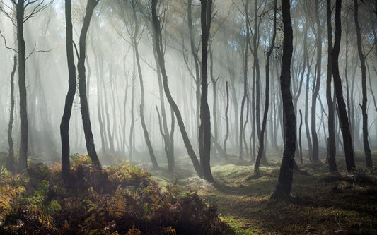 dewfall in forest with sunshine poured in wallpaper design