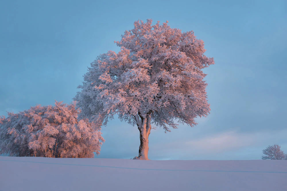 lonely snowy tree wallpaper mural design art