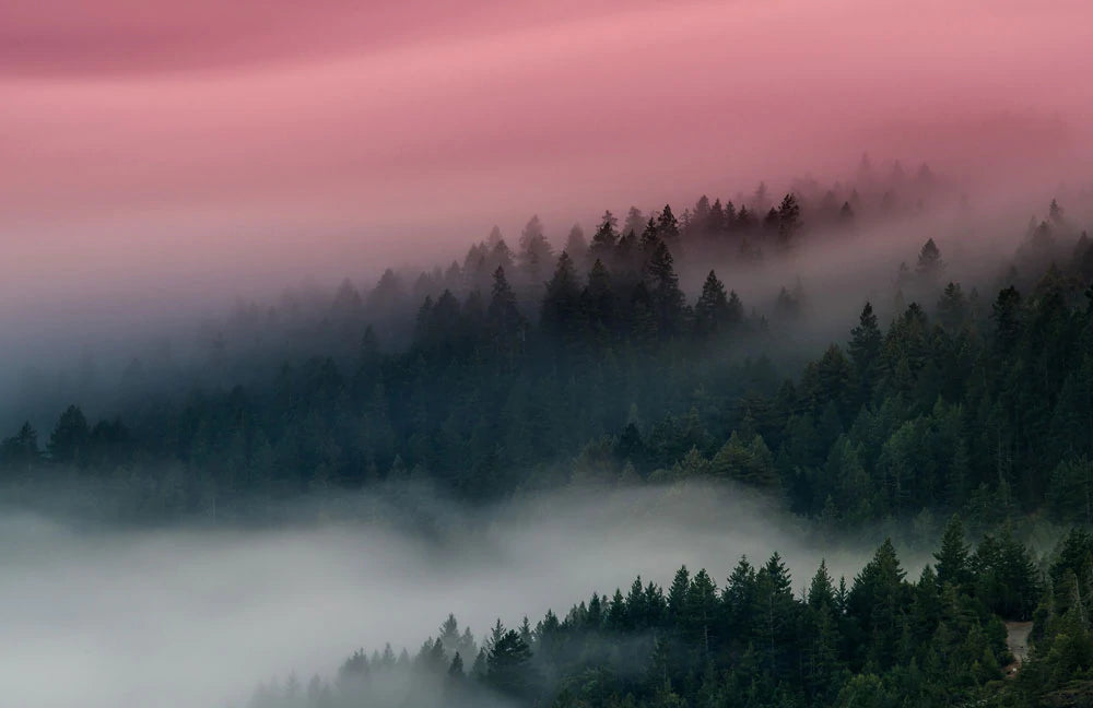Misty Forest Dawn Landscape Mural Wallpaper