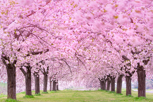 a path with sakura flowers above wallpaper mural