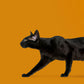 wall murals wallpaper of a black cat cautiously wandering over an orange backdrop