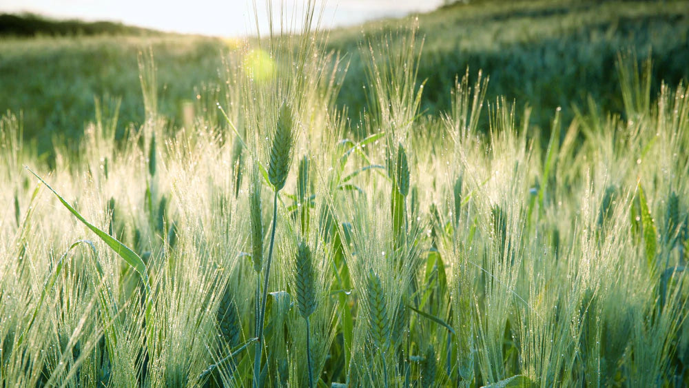 fresh morning wheat on grassland enjoying sunshine custom wallpaper
