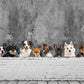 wallpaper mural depicting dogs in various moods and states of mind