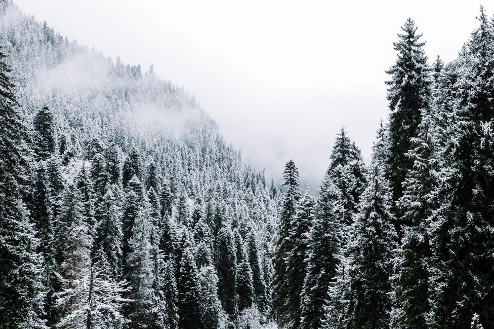 forest covered by snow on mountain  wallpaper for room