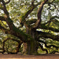 giant trees with meandering branches customized wallpaper