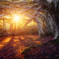 vibrant centennial forest invites sunshine in custom wallpaper