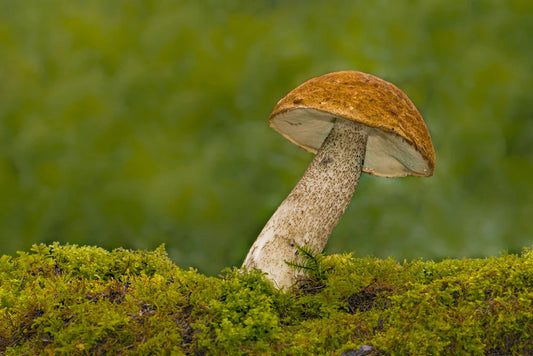 natural mushroom with dew custom wallpaper