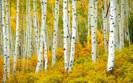 golden birch forest wallpaper mural art