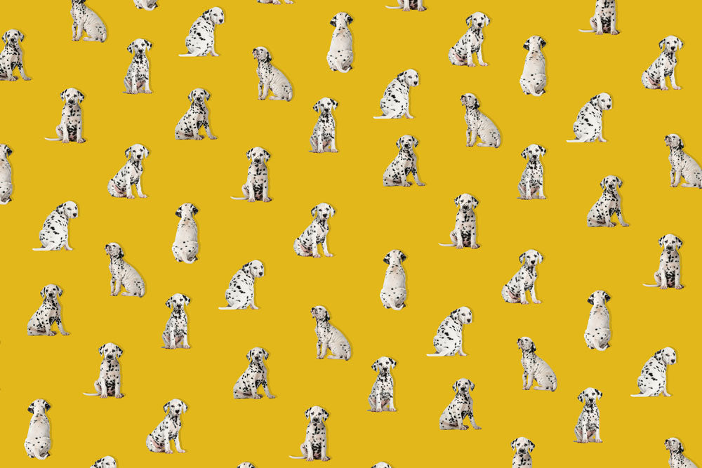 spotted dog puppies in yellow background wall murals wallpaper