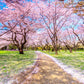 sakura path in garden filled with fallen flowers custom wallpaper