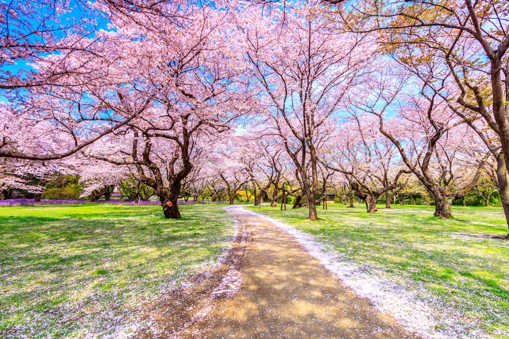 sakura path in garden filled with fallen flowers custom wallpaper