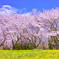 sakura trees all bloomed in spring custom wallpaper