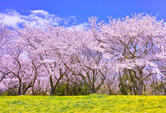 sakura trees all bloomed in spring custom wallpaper