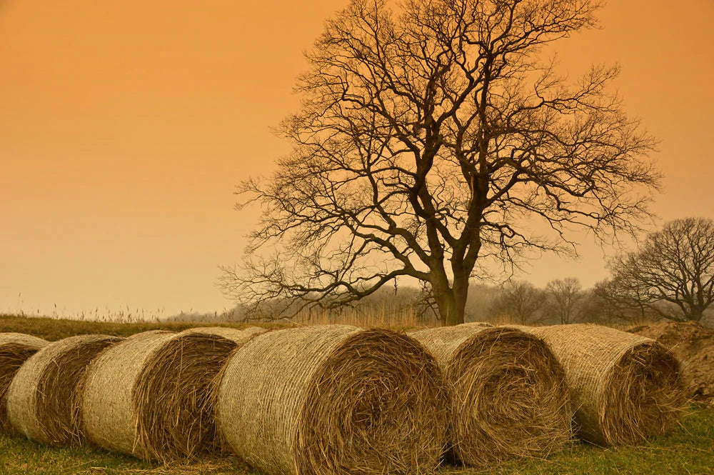 Rustic Farmhouse Hayfield Tree Mural Wallpaper