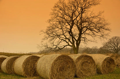 meadow in autumn with many straws and trees custom wallpaper