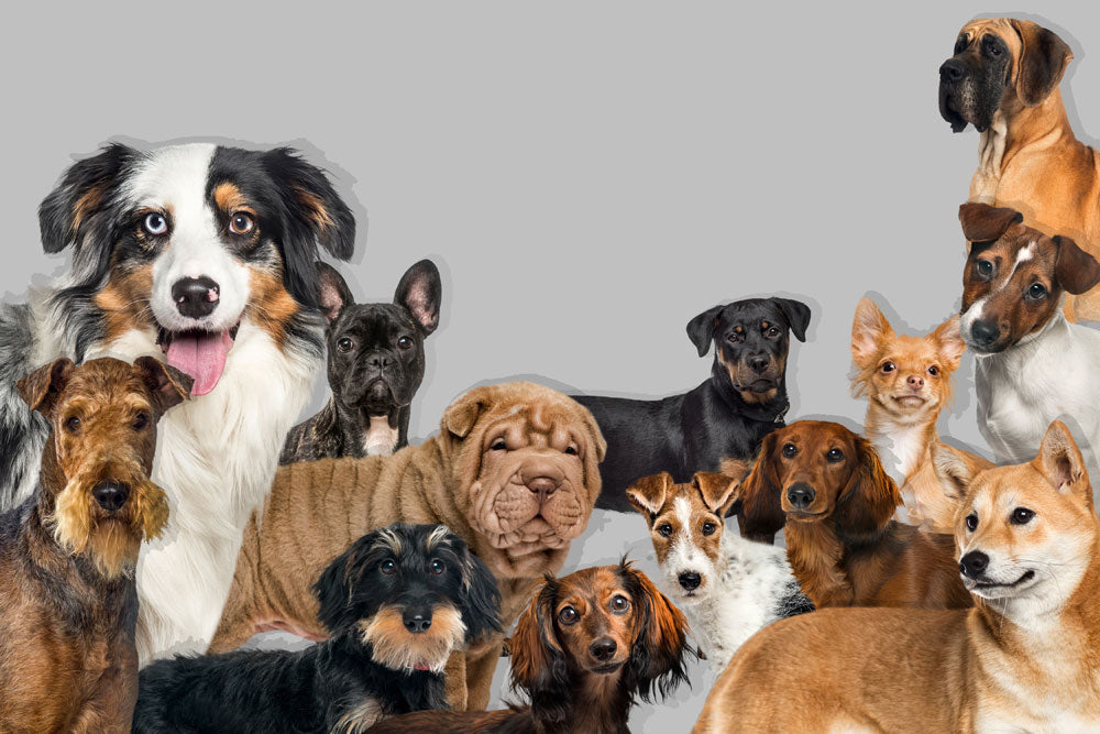 Playful Canine Companions Animal Mural Wallpaper