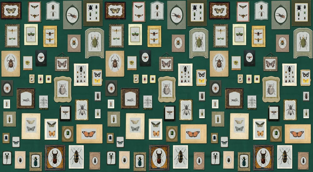 Vintage Entomology Framed Illustrations Mural Wallpaper