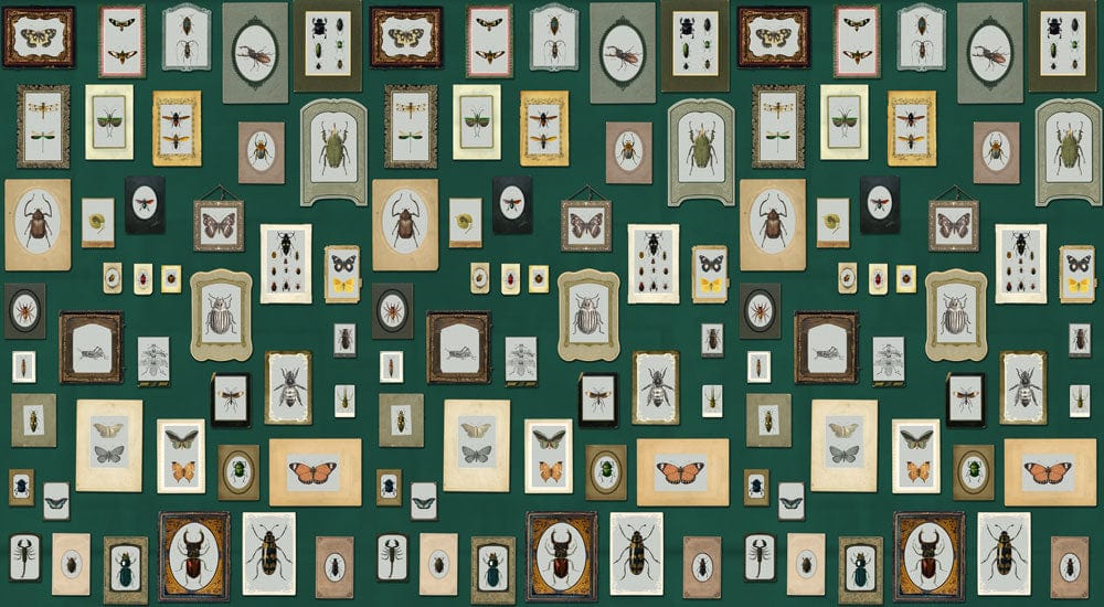 Papier Peint Mural Spécimen d'Insecte II