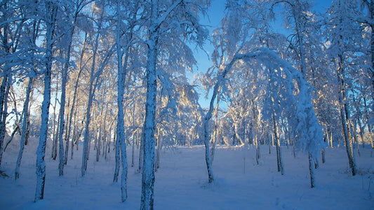 Kiruna snowy forest with sunshine custom wallpaper