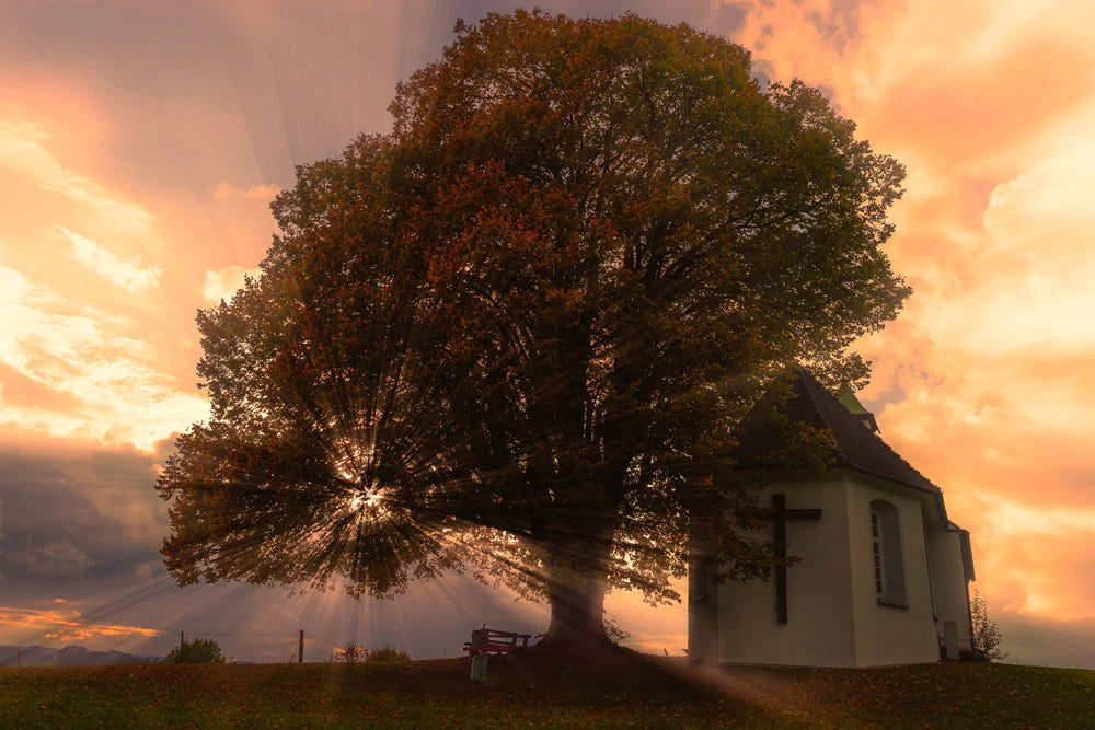 Sunset Silhouette Tree Landscape Mural Wallpaper